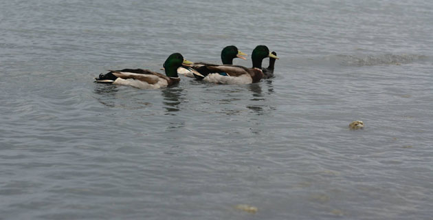3 Ördek
