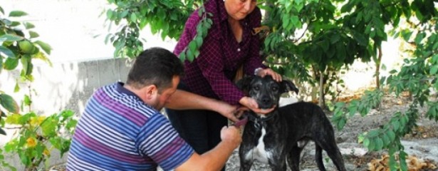 Emekli Polisin Sokak Köpeği İnfazı