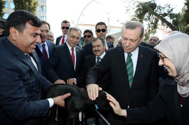 Erdoğan-kuzu-buzağı-hediyesi (2)