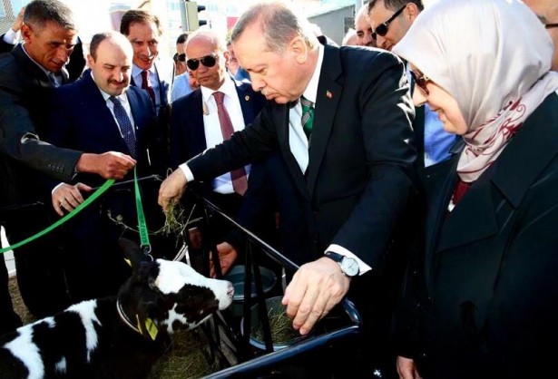 Erdoğan-kuzu-buzağı-hediyesi (3)