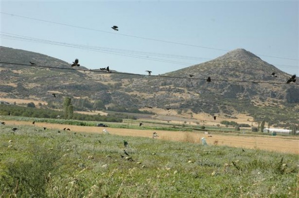 Köy Karpuzlarına Karga İstilası