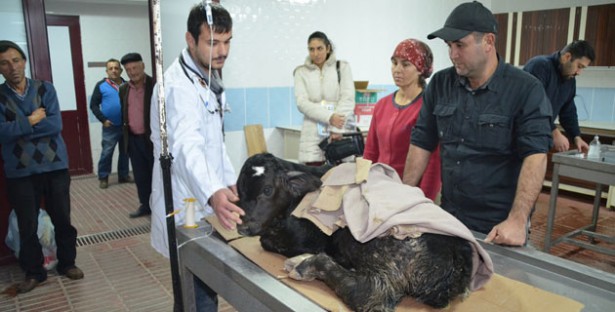 MAKÜ Hayvan Hastanesi