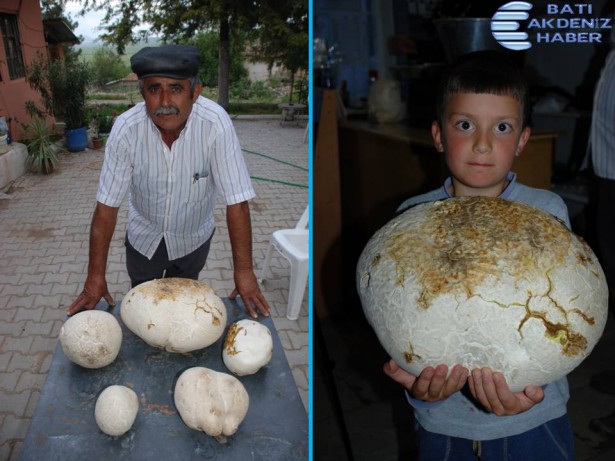 Yeşilova'da Dev Mantar