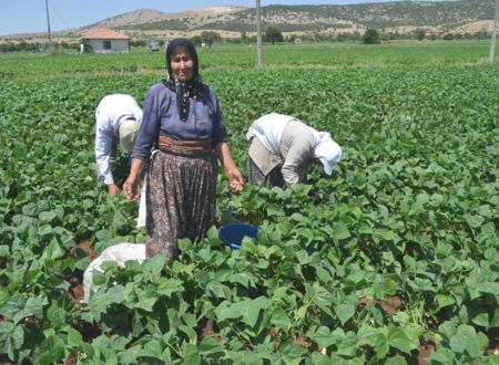 burdur-fasulye-tarımı