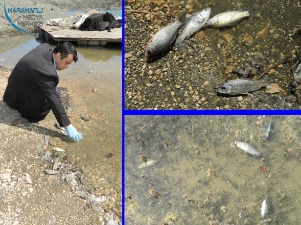 karamanlıda toplu balik olumleri