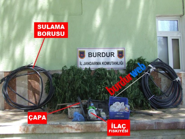 kenevir tarimi yapmis