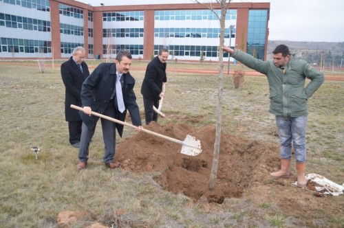 makü çınar agaci dikildi2