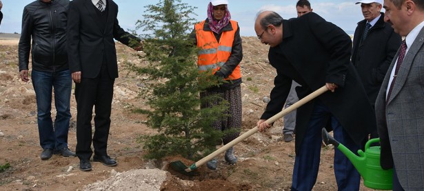 vali kurklu-agac-dikimi