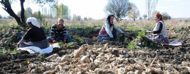 Şeker üreticisine 6 milyon TL bakım avansı