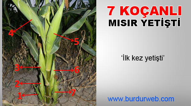 7 Koçanlı Mısır Yetişti