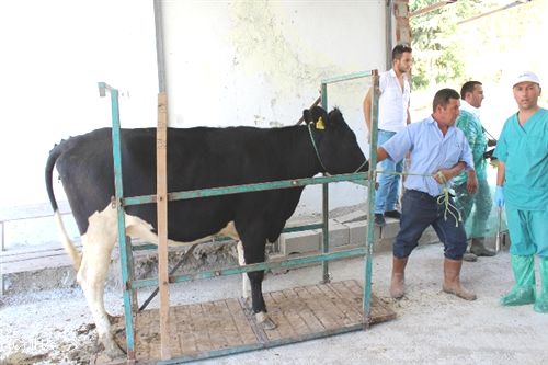 Burdur Evciler Köyü’ne 120 Baş Düve Dağıtıldı
