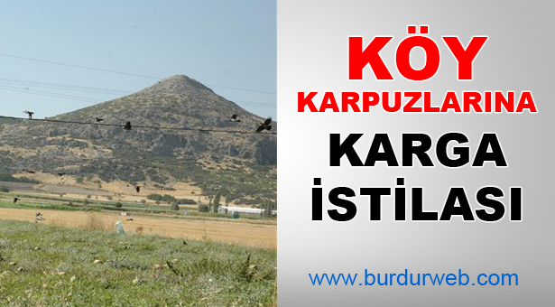 Köy Karpuzlarına Karga İstilası