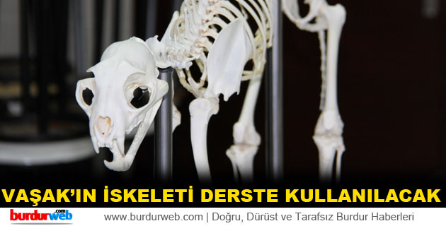 Vaşak’ın İskeleti Derslerde Kullanılacak