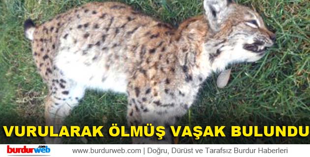 Vurularak Ölmüş Vaşak Bulundu