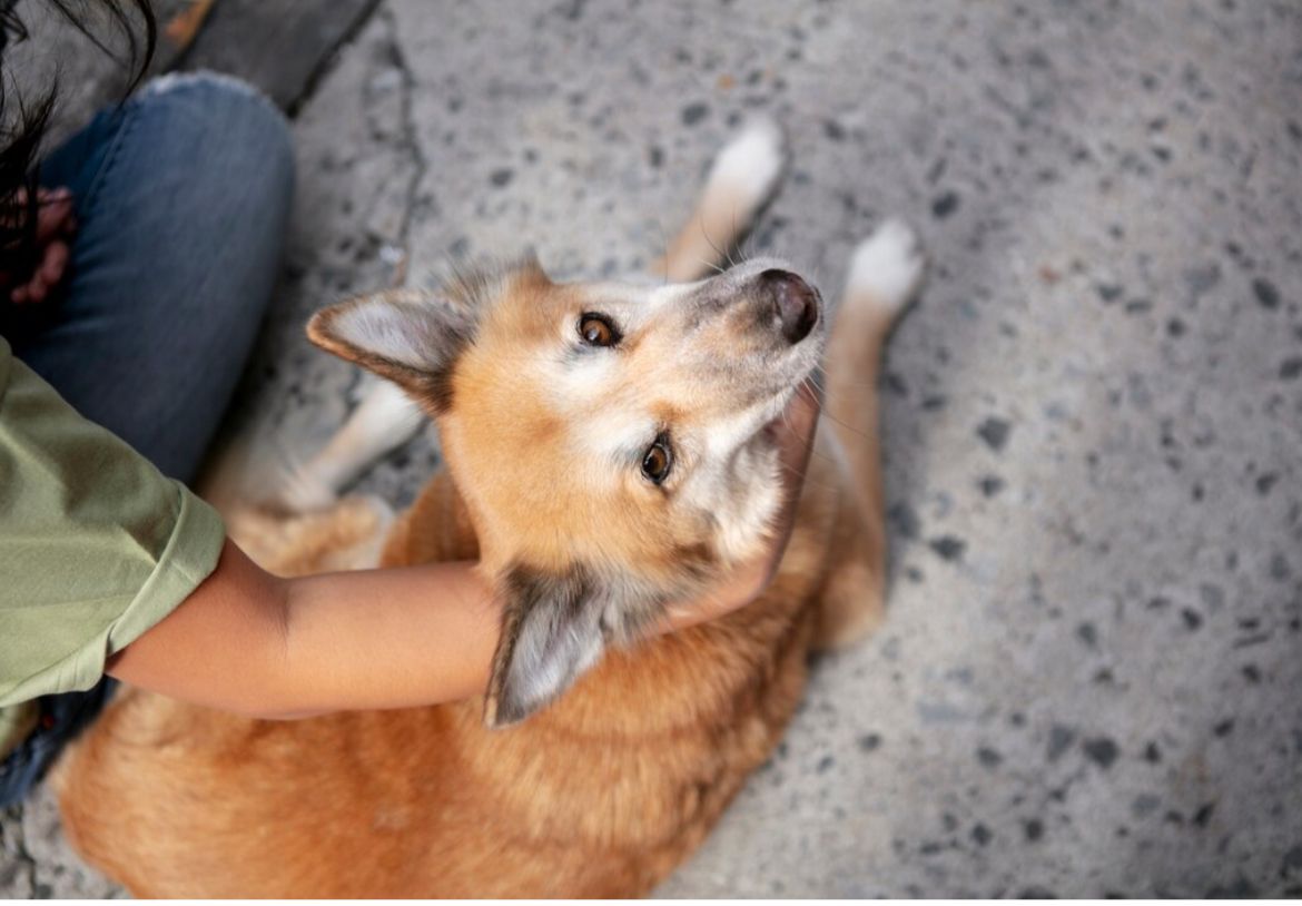Sokak Köpeği Tartışması: Vatandaşlar İkiye Bölündü!
