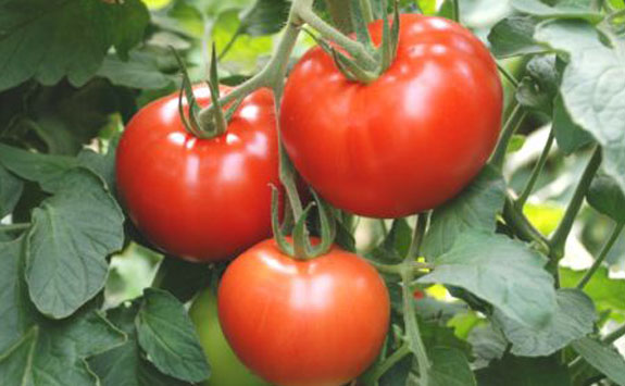 Burdur domates üretiminde iddaalı