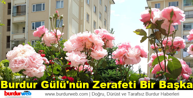 Burdur Gülü’nün Zerafeti Bir Başka