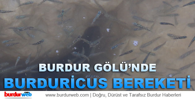 Burdur Gölü’nde Burduricus Bereketi