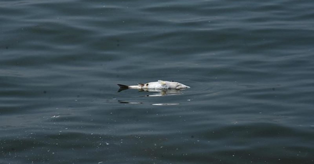 İzmir Bayraklı’da Balık Kokusu Paniğe Neden Oldu!