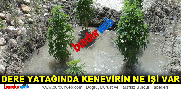 Dere Yatağında Kenevir Yetiştirdi