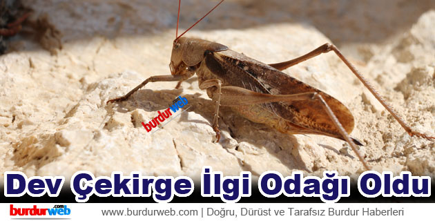 Dev Çekirge İlgi Odağı Oldu