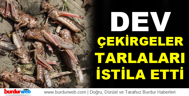 Dev Çekirgeler Tarlaları İstila Etti