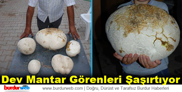 Dev Mantar Görenleri Şaşırtıyor
