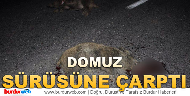 Domuz Sürüsüne Çarptı