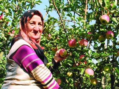 Isparta’da Elma Hasadı Başladı