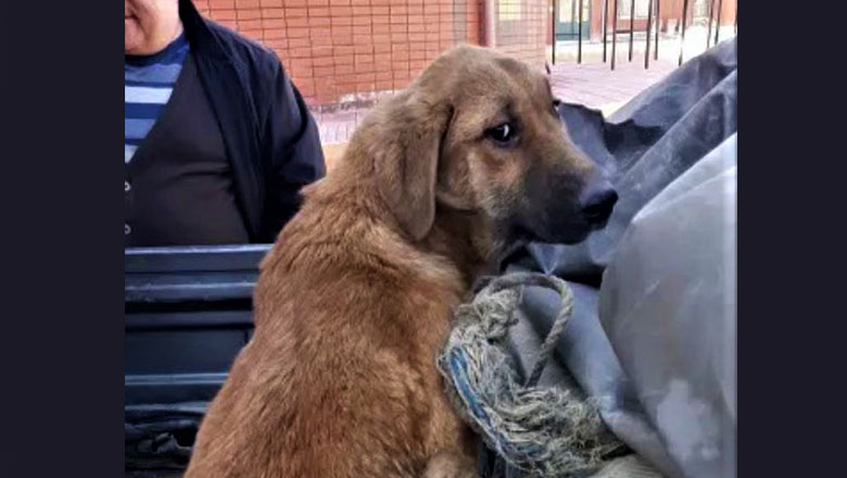 Engelli köpeğe yardım eli uzandı