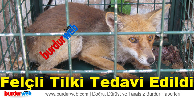 Felçli Tilki Tedavi Edildi
