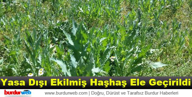 436 Kök Yasa Dışı Ekilmiş Haşhaş Ele Geçirildi