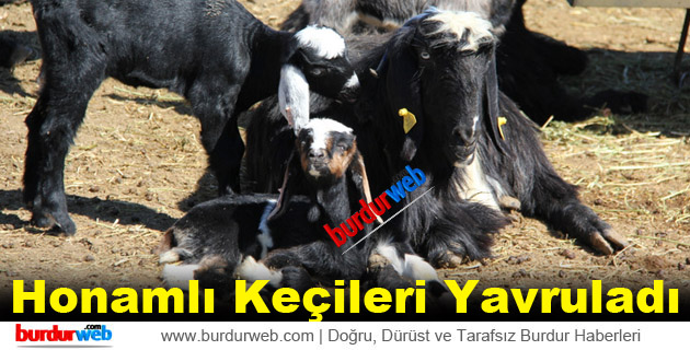 Honamlı Keçileri Yavruladı