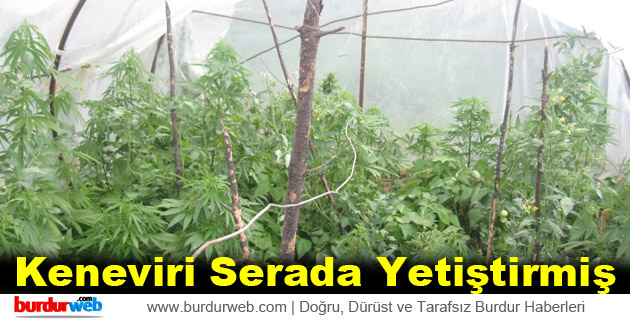 Kenevir’i Serada Yetirmiş
