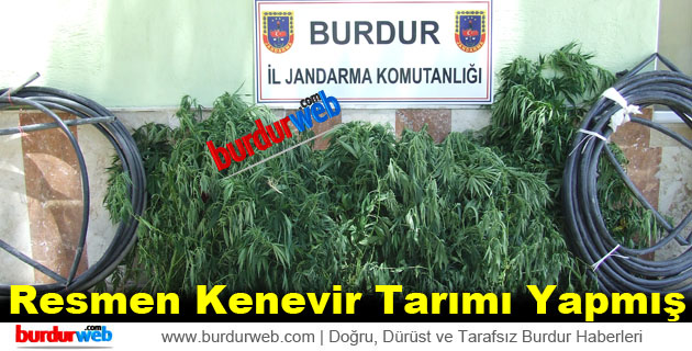 Resmen Kenevir Tarımı Yapmış