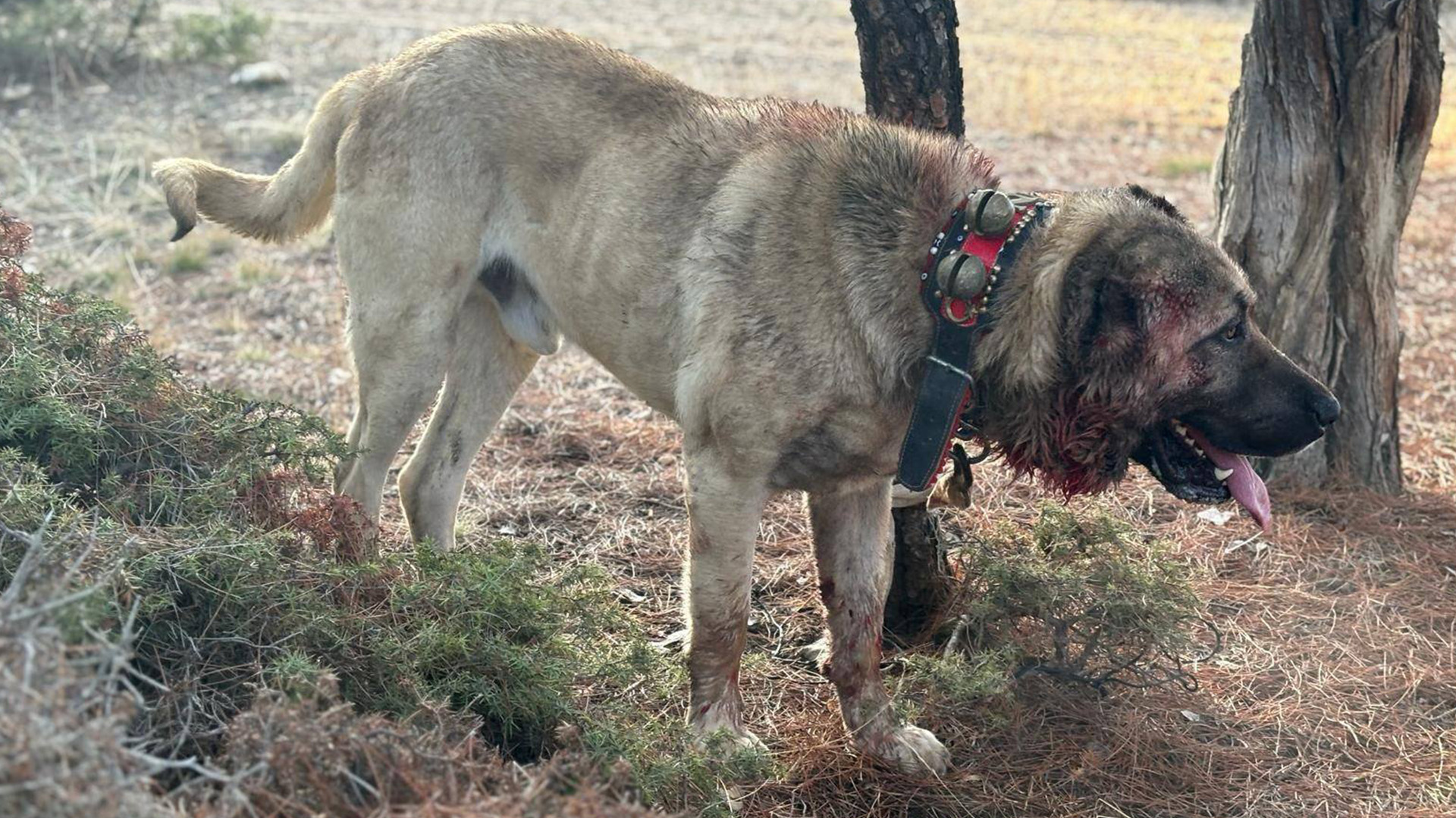Sokak Hayvanlarına Ötenazi Yolda ! Yasada Ötanazi Gerçekte Uyutulma