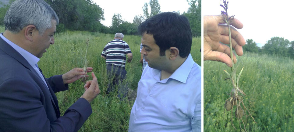 Bucak’ta Kültür Salebi Yetiştiriciliği Hayata Geçiyor
