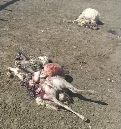 Burdur Karamanlı’da Kurt Saldırısı: 12 Koyun Telef Oldu