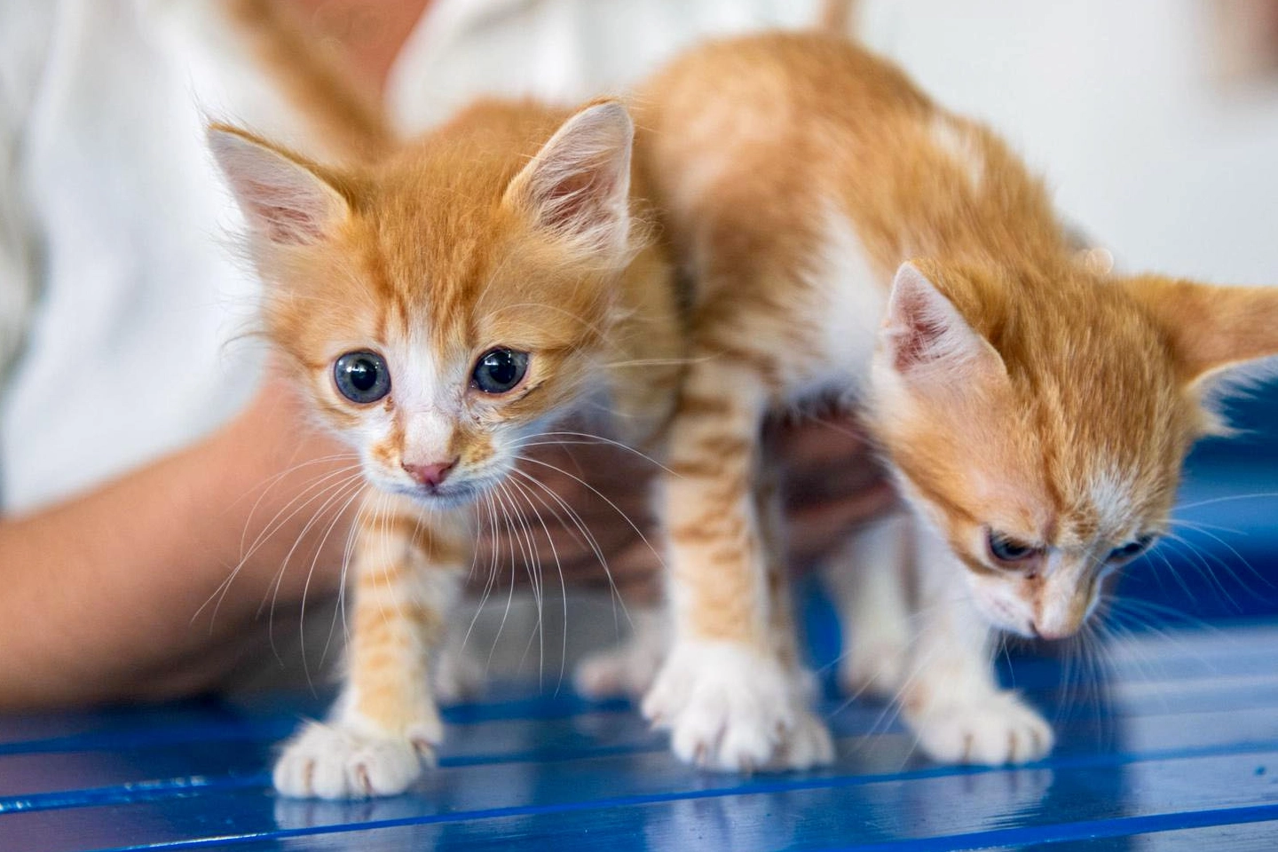 Kuşadası'nda Kedi Kısırlaştırma Merkezi Açıldı