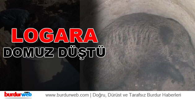 Logara Domuz Düştü