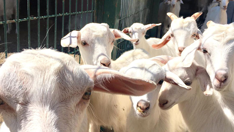 Kurbanını bağışlamak isteyenler için hayırlı bir adres