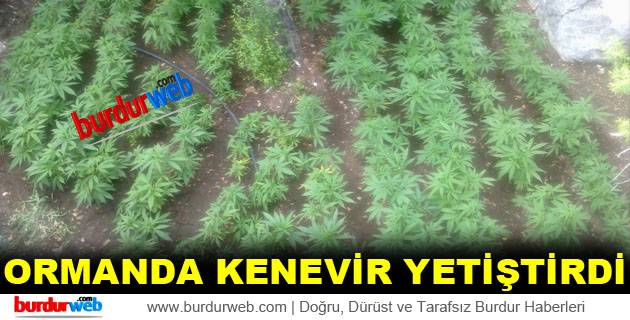 Ormanda Kenevir Yetiştirdi