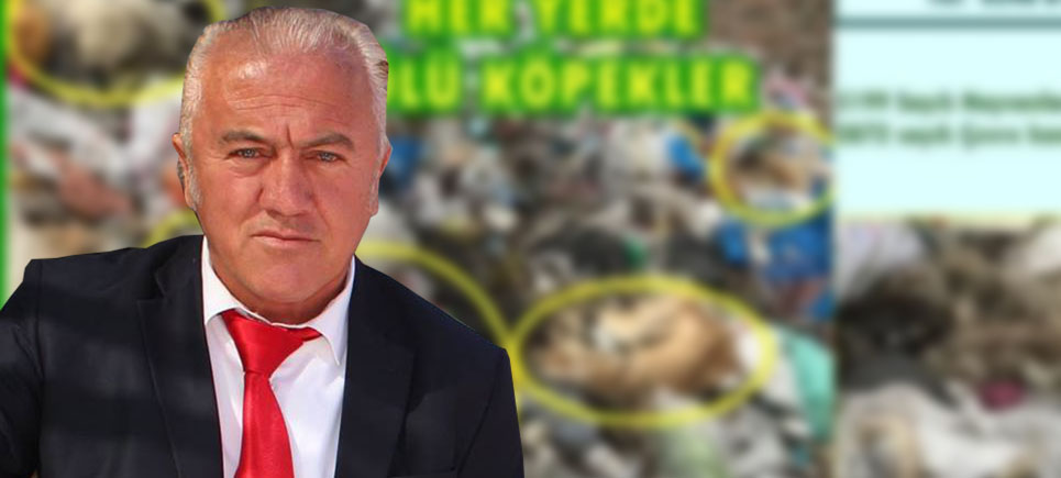 Köpek ölümlerinin sorumlusu kim?