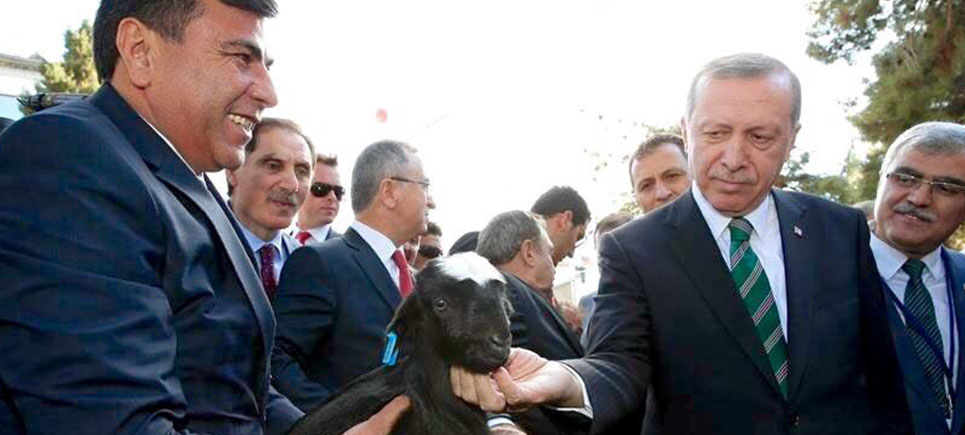 Başkan Özcan’dan Cumhurbaşkanı Erdoğan’a buzağı ve oğlak hediyesi