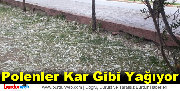 Polenler Kar Gibi Yağıyor