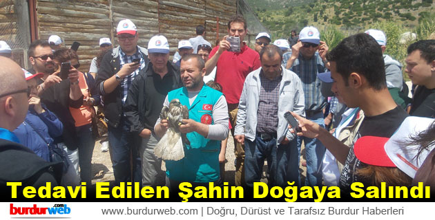 Tedavi Edilen Şahin Doğaya Salındı