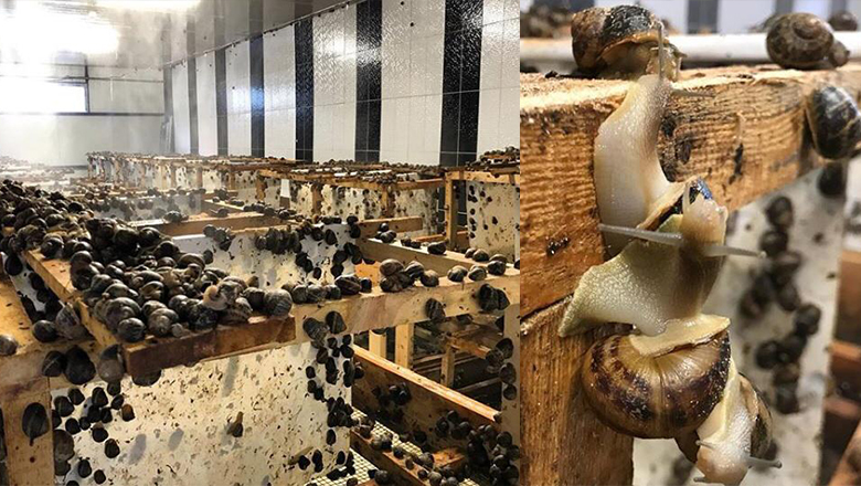 Salyangoz Yetiştiricilerine destek müjdesi