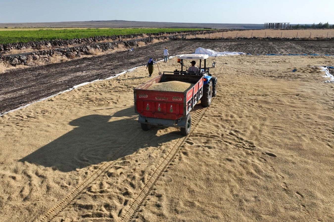 Şanlıurfa’da Karacadağ Pirinç Hasadı Başladı