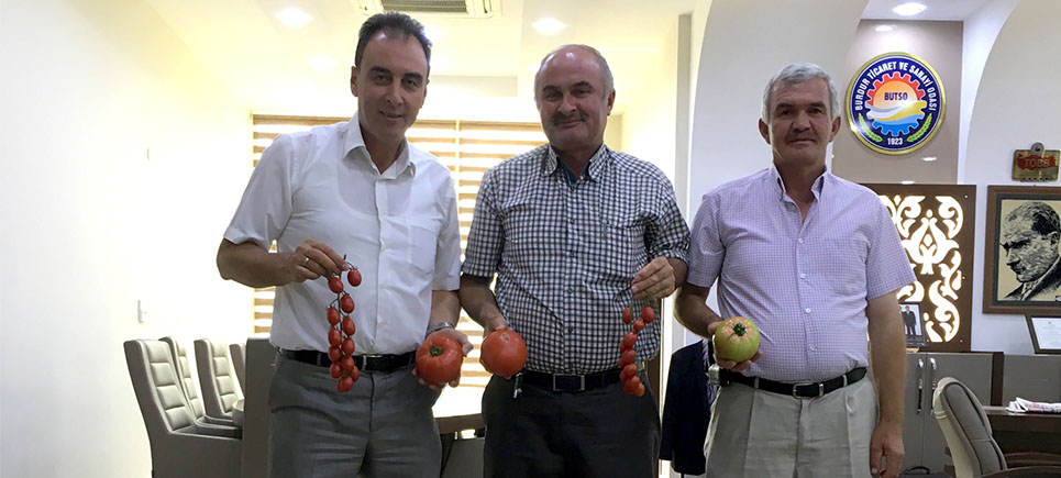Söğüt Domatesi tescillenecek