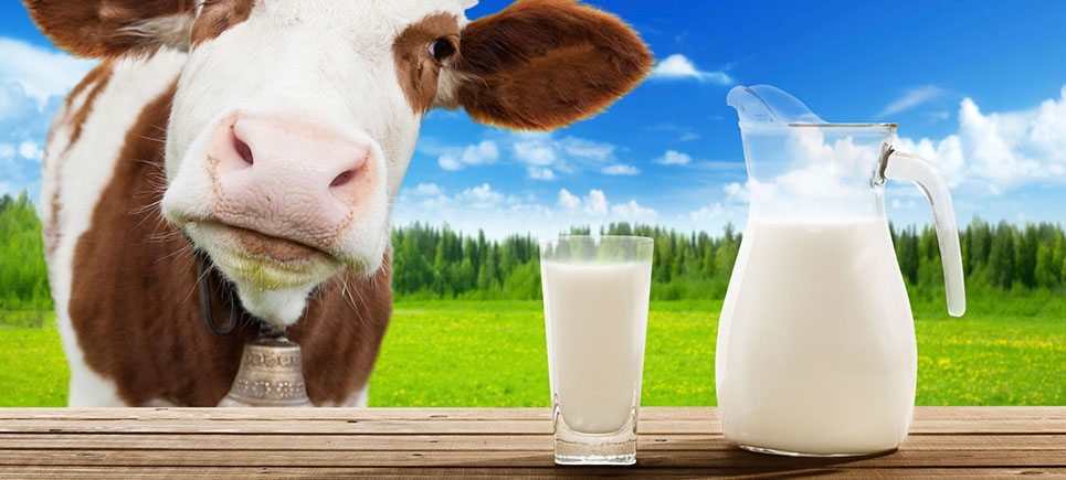 Çiftçinin sütü markette 3 katı